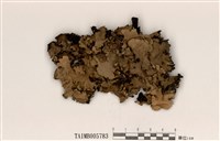 藏品(裸斑葉衣)的圖片